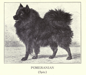 Spitz bei Walter Esplin Mason