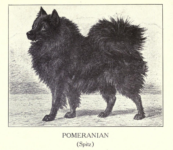 1915: Der Spitz nach Walter Esplin Mason