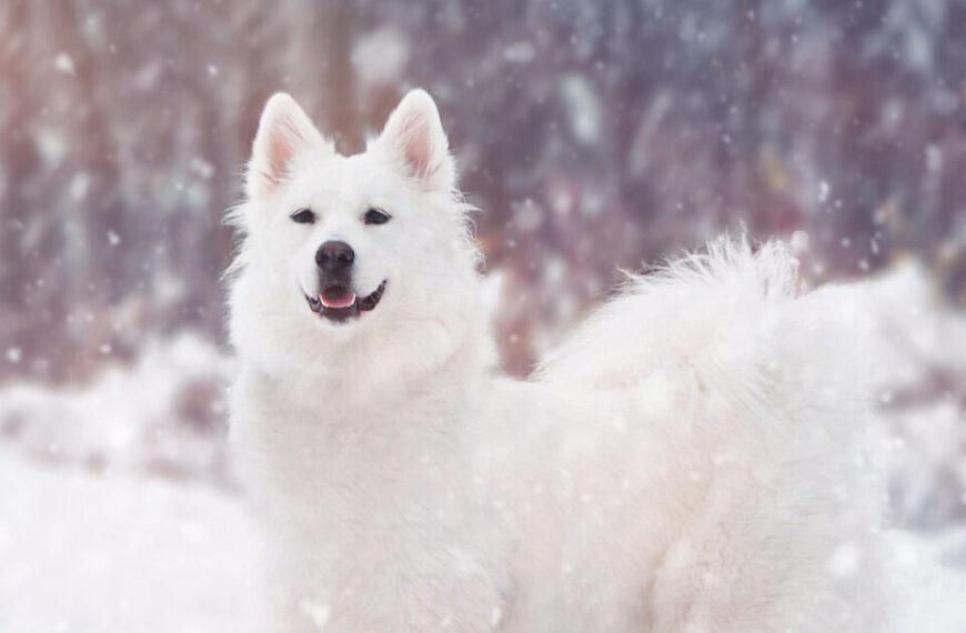 D&auml;nischer Spitz