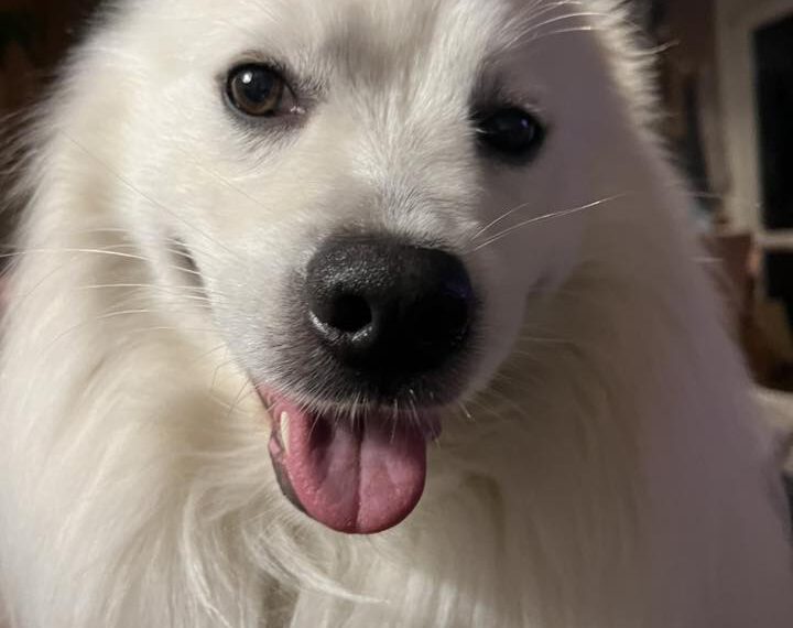50 Faces of Floof