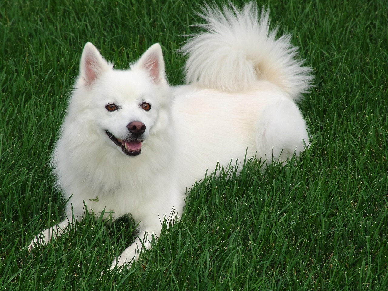 Der American Eskimo Dog (AED)