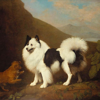 Gescheckter Großspitz schwarz - weiß

Fino and Tiny (1791)

Künstler: George Stubbs (1724-1806)
Stil: Öl auf Leinwand
Herkunft: England 