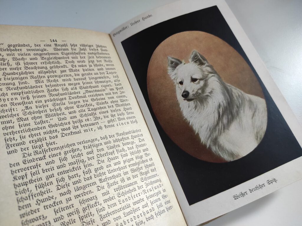 Foto altes Hundebuch, Abbildung eines weißen Spitzes