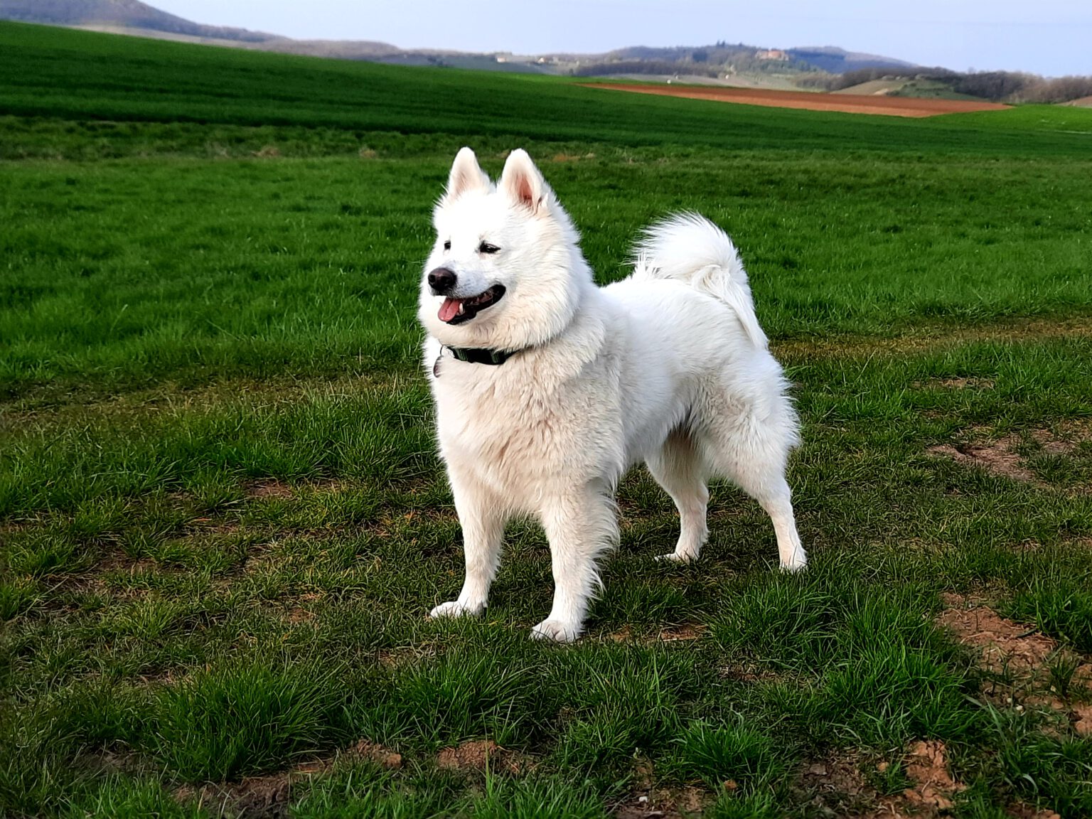 Finja von Wölkau, Großspitz Hündin