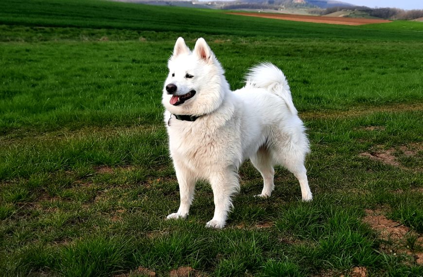 Finja von Wölkau, Großspitz Hündin