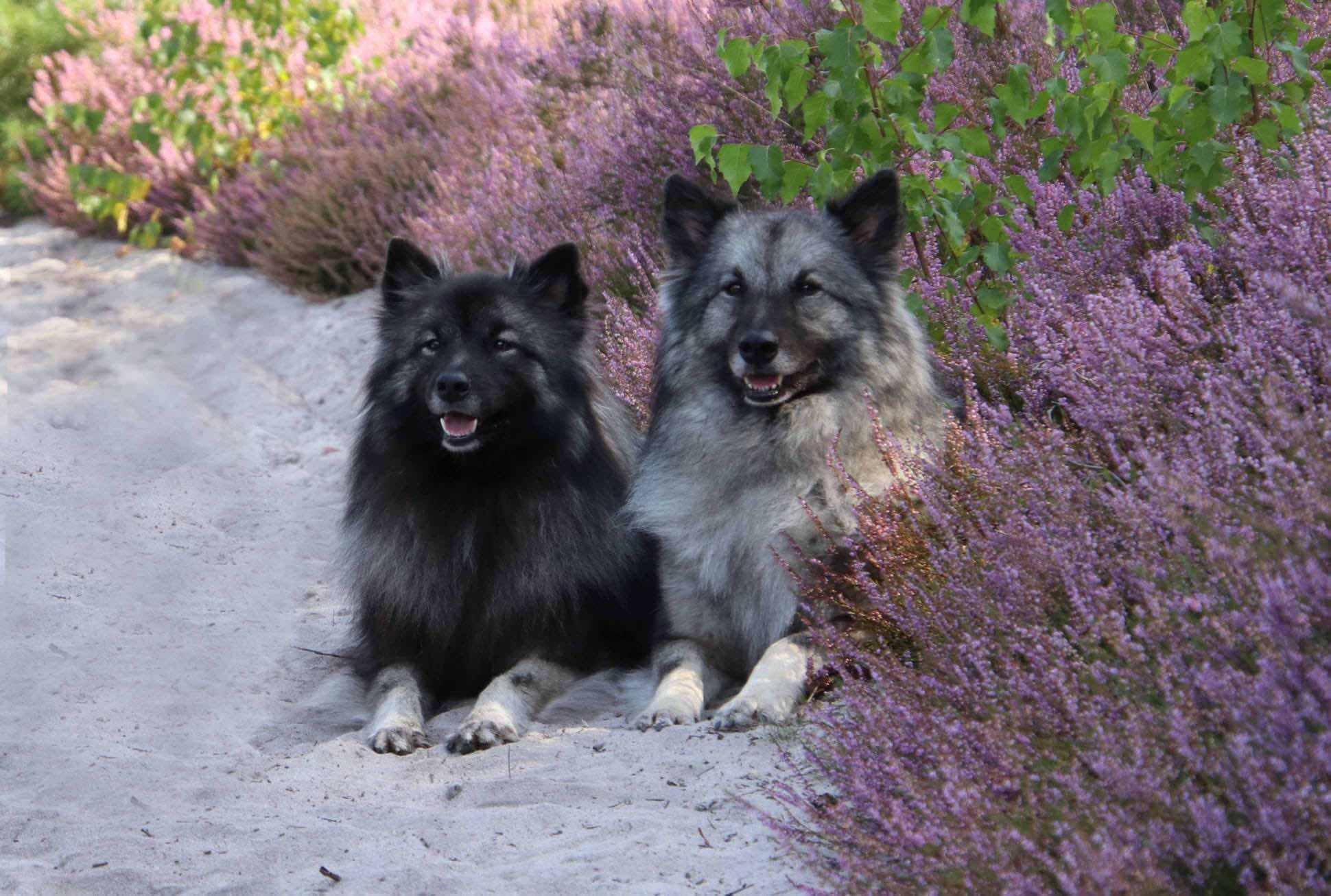 Besitzer erzählen: Der Wolfsspitz