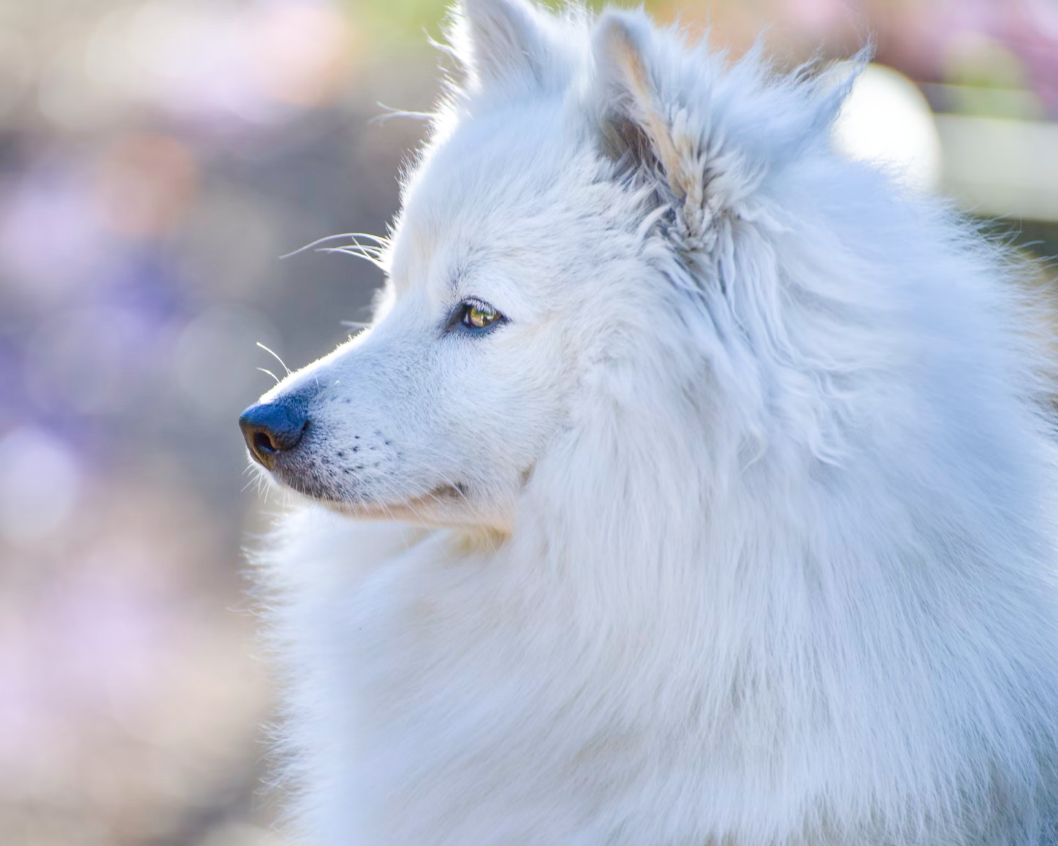 American Eskimo Dog