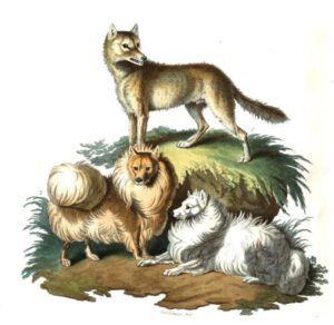 POMMER ODER FUCHSHUND aus Cynographia Britannica