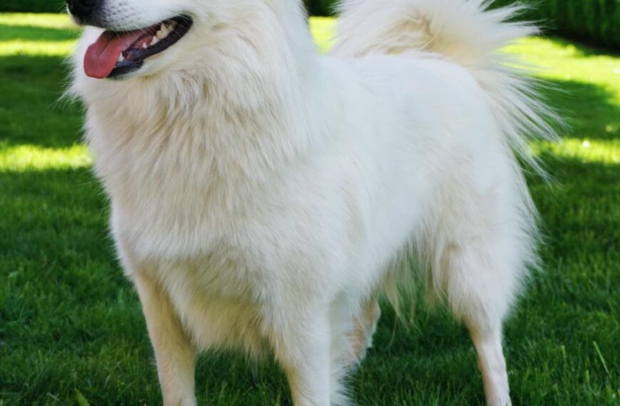 Amy-Diva von den Franken-Spitzen ♀, Großspitz Hündin, weiß, aus Deutschland