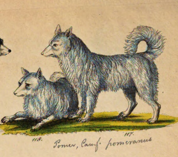 weißer Spitz, Pommer