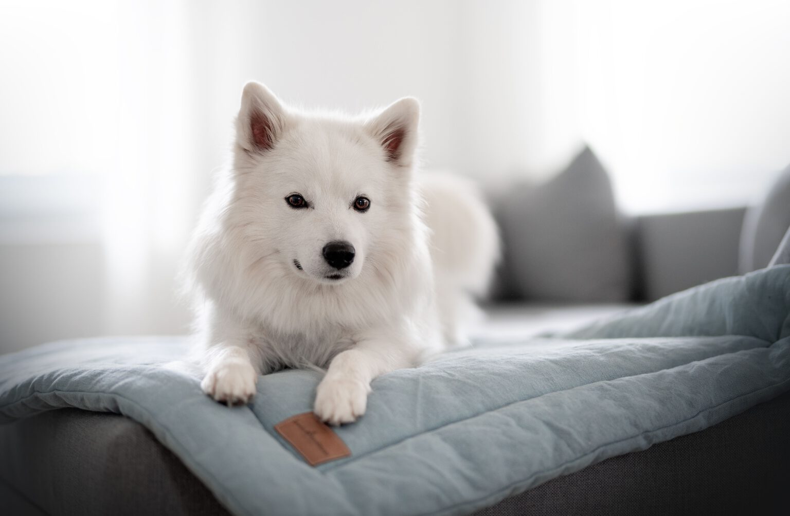 Viasalis Bucky ♂ Großspitz Rüde, weiß, aus Deutschland