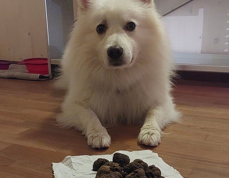 Spitz auf Trüffelsuche