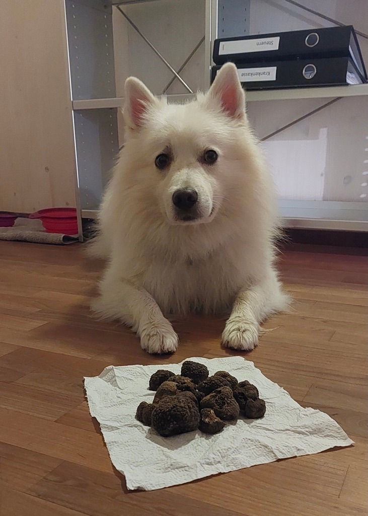 Spitz auf Trüffelsuche