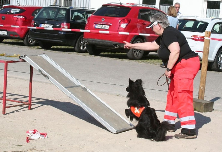 Deutscher Großspitz in der Rettungshunde Arbeit