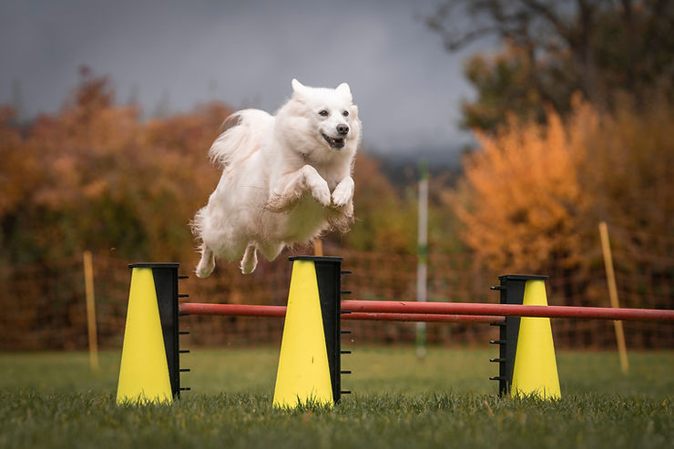 Spitzhündin vom Reuterberg auf dem Hundeplatz