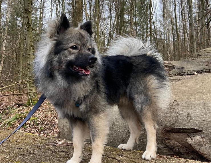Captain-Jack vom Rurblick