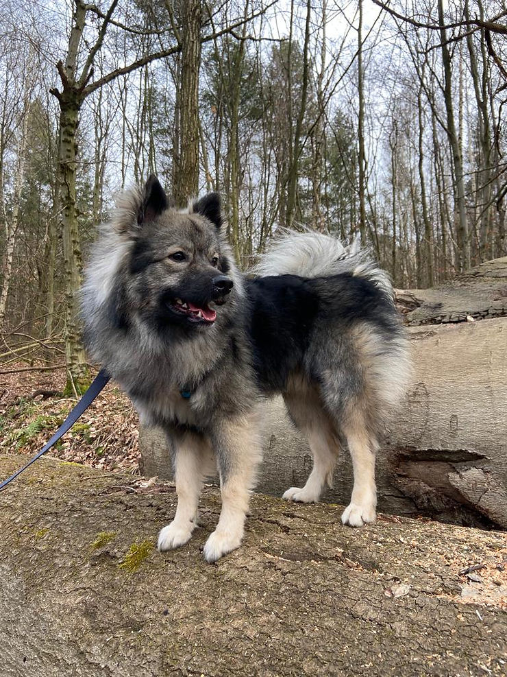 Prächtiger Großspitz Rüde: CAPTAIN JACK vom Rurblick, grau gewolkt bzw. wildfarben, im Wald