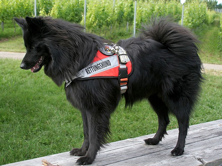Schwarze deutsche Großspitz Hündin Aska von den Fildern