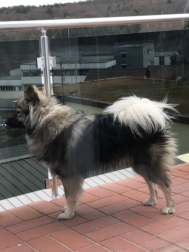 Großspitz Rüde CAPTAIN JACK vom Rurblick, ein aufmerksamer spitztypischer Rüde