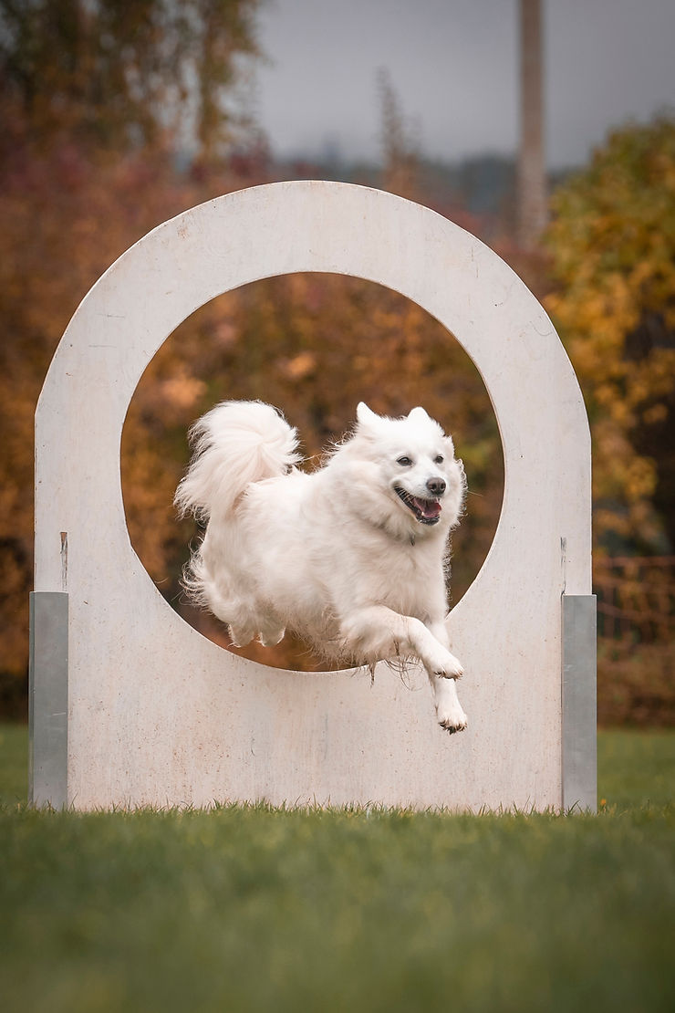 Der sportliche Großspitz: Sprung durch das Hindernis beim Hundesport