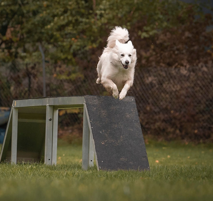 Großspitz weiß läuft über eine Rampe auf dem Agility Platz
