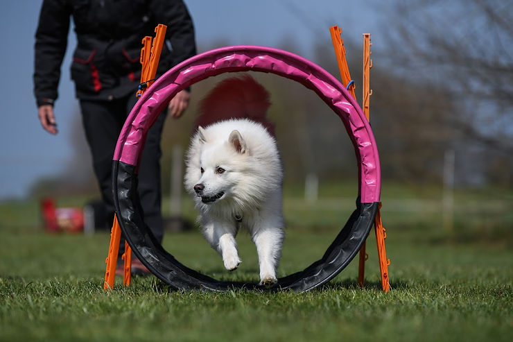 Der Spitz bei Hoopers