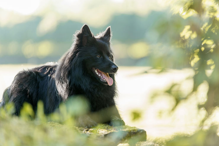Schwarzer Großspitz ist eine elegante Erscheinung mit seidigem schwarz-glänzendem Fell und den Bewegungen einer Primaballerina