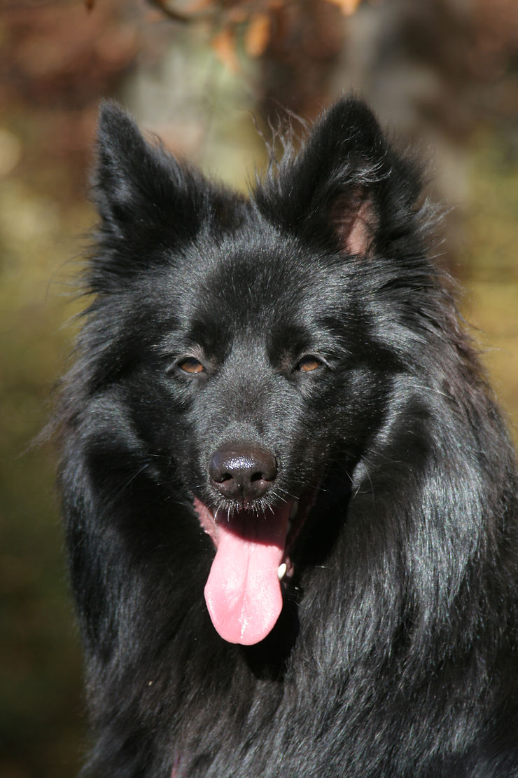 Portrait Aufnahme von schwarze Großspitz Hündin Aska