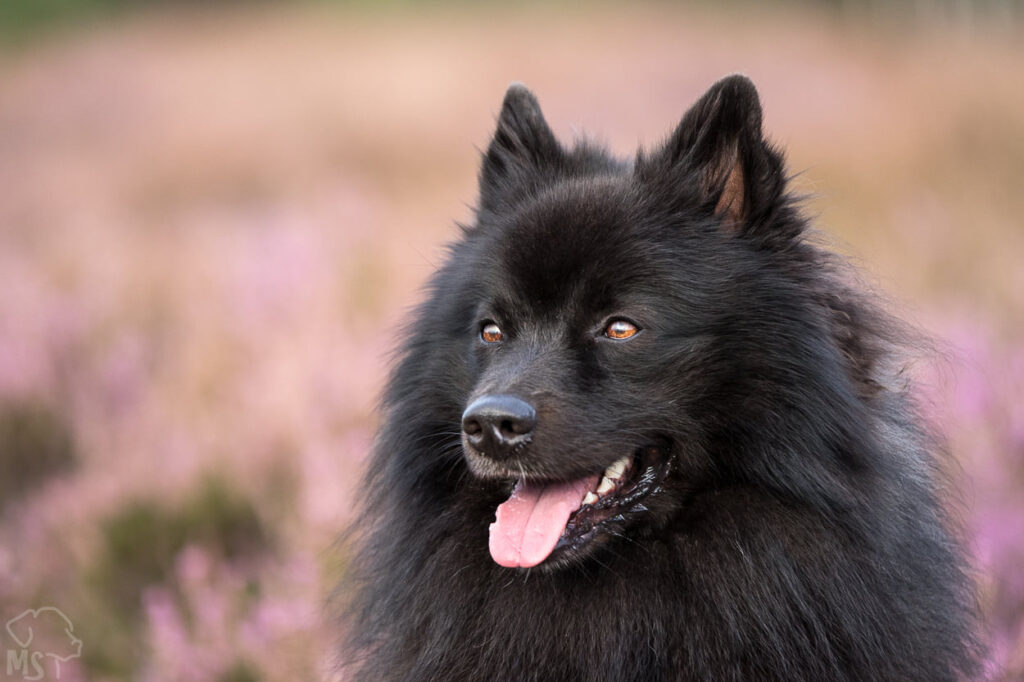 GOOFY von den Schlossberger Wölfen