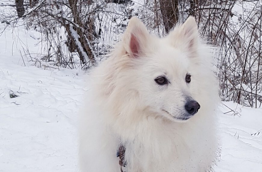 AIRIE von Jaluk Aurora