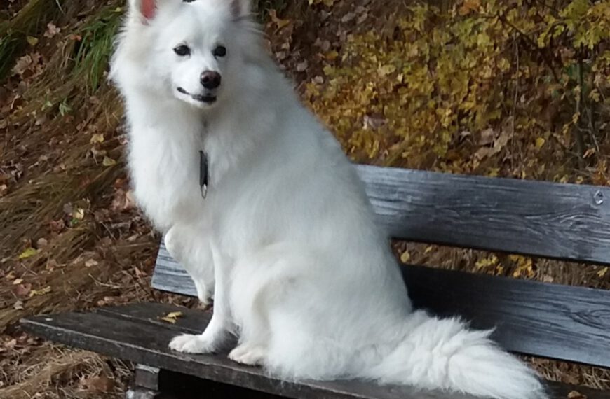 ALBERTA vom Oberpfälzer Wald