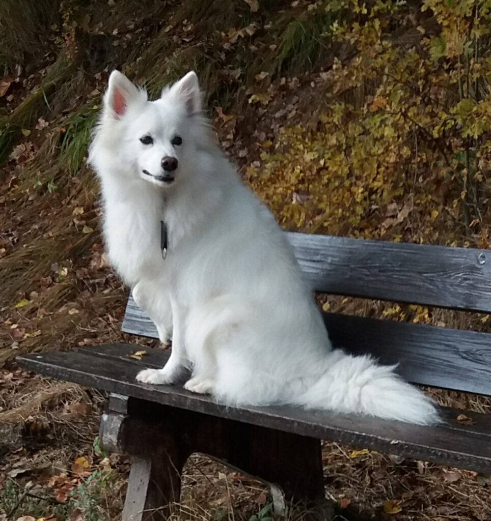 ALBERTA vom Oberpfälzer Wald