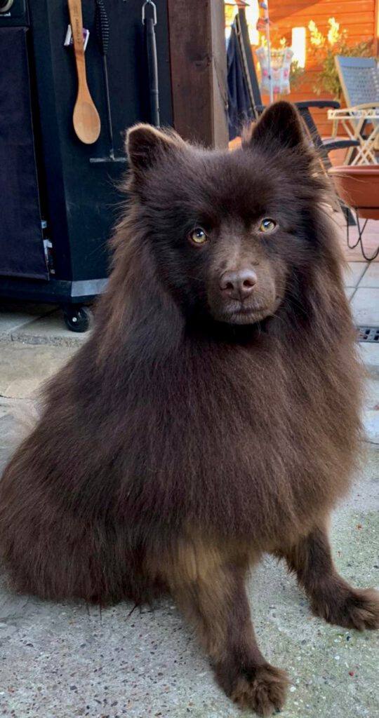 ARAMIS von den flauschigen Wächtern