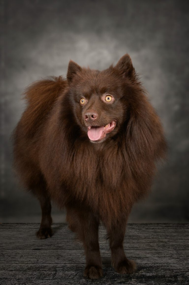 Otis-Filou von der Arnold's Eiche