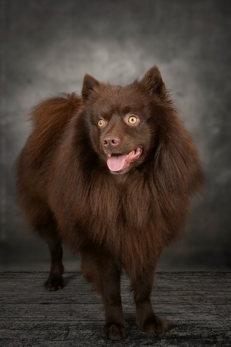 Otis Filou von der Arnold’s Eiche