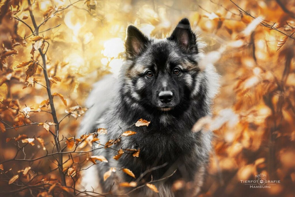 Glenn of the hop-o-my-thumb (2)