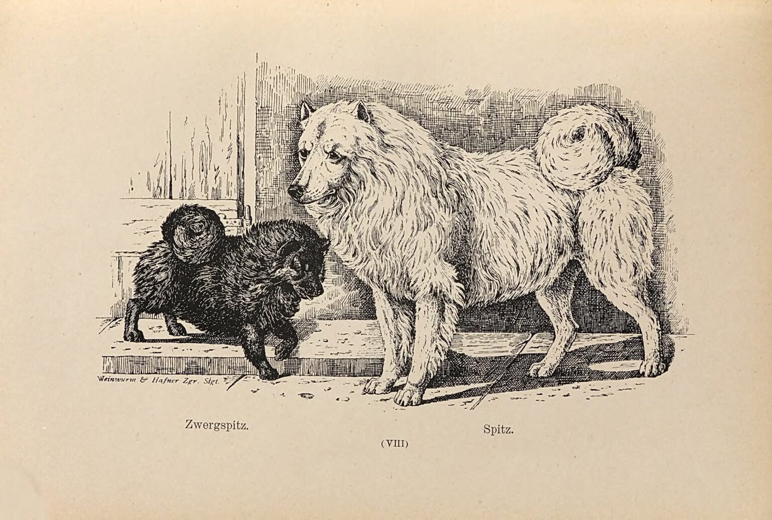 Zwergspitz und Spitz nach Jean Bungartz 1884