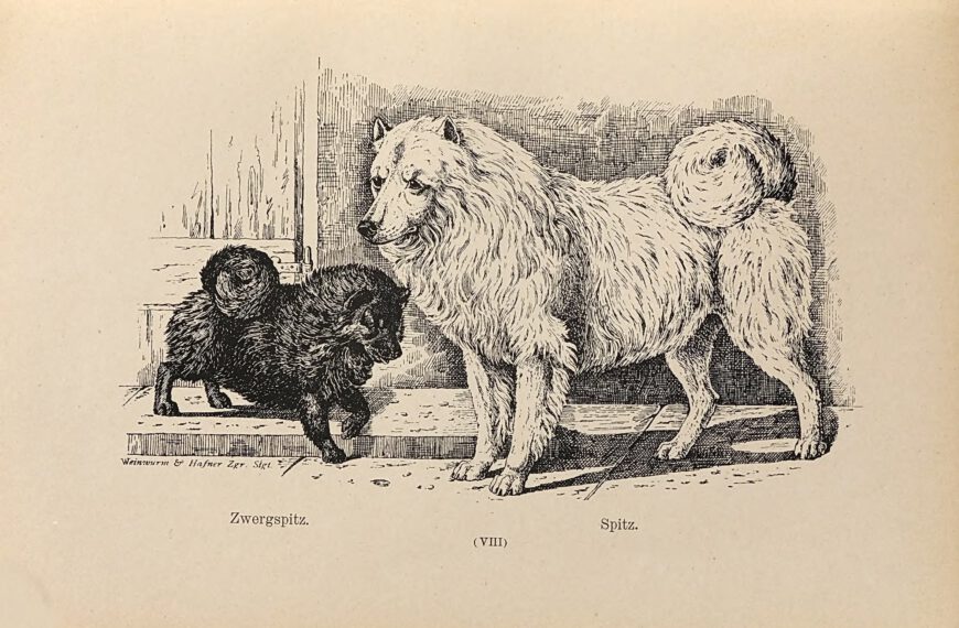 Zwergspitz und Spitz nach Jean Bungartz 1884
