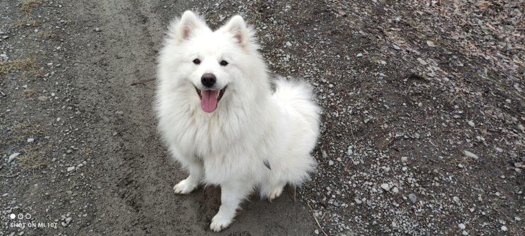 DIRRO Alba Fortuna Moravia