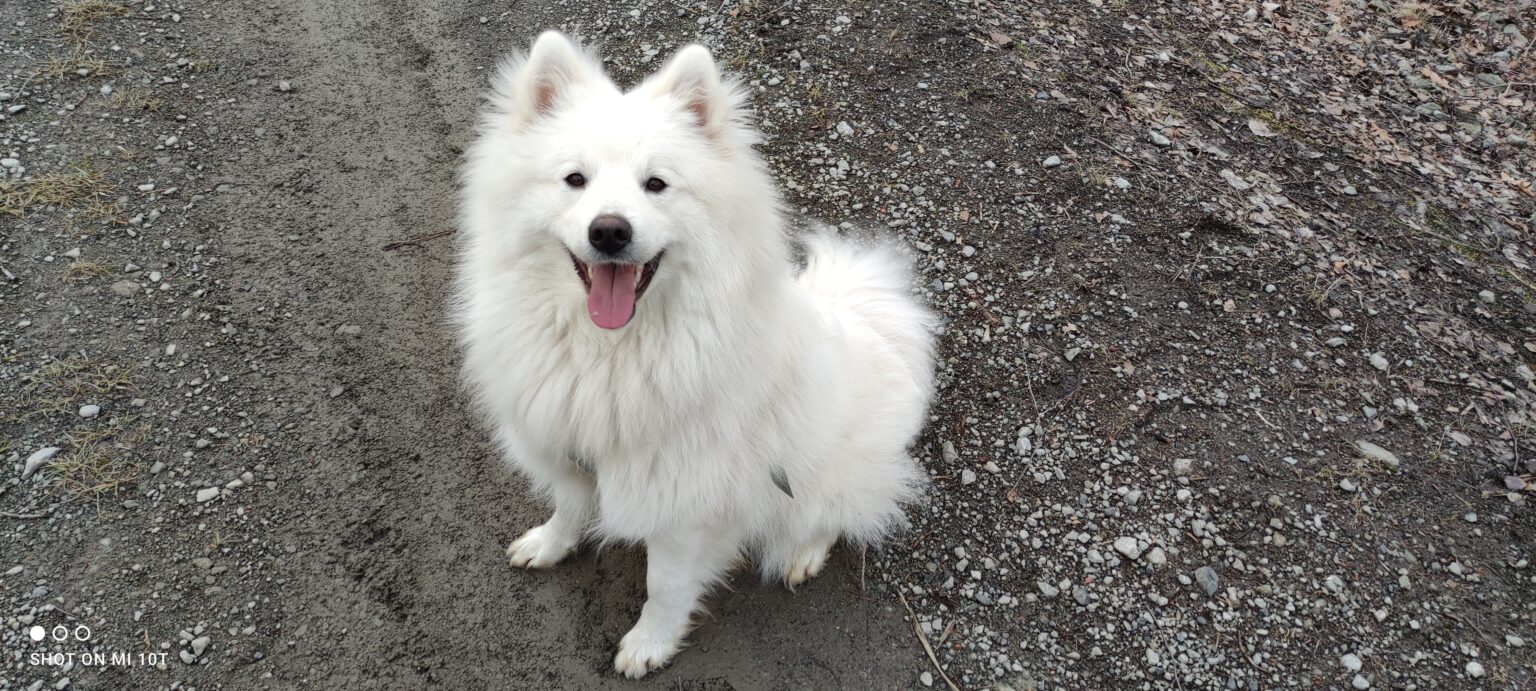 DIRRO Alba Fortuna Moravia