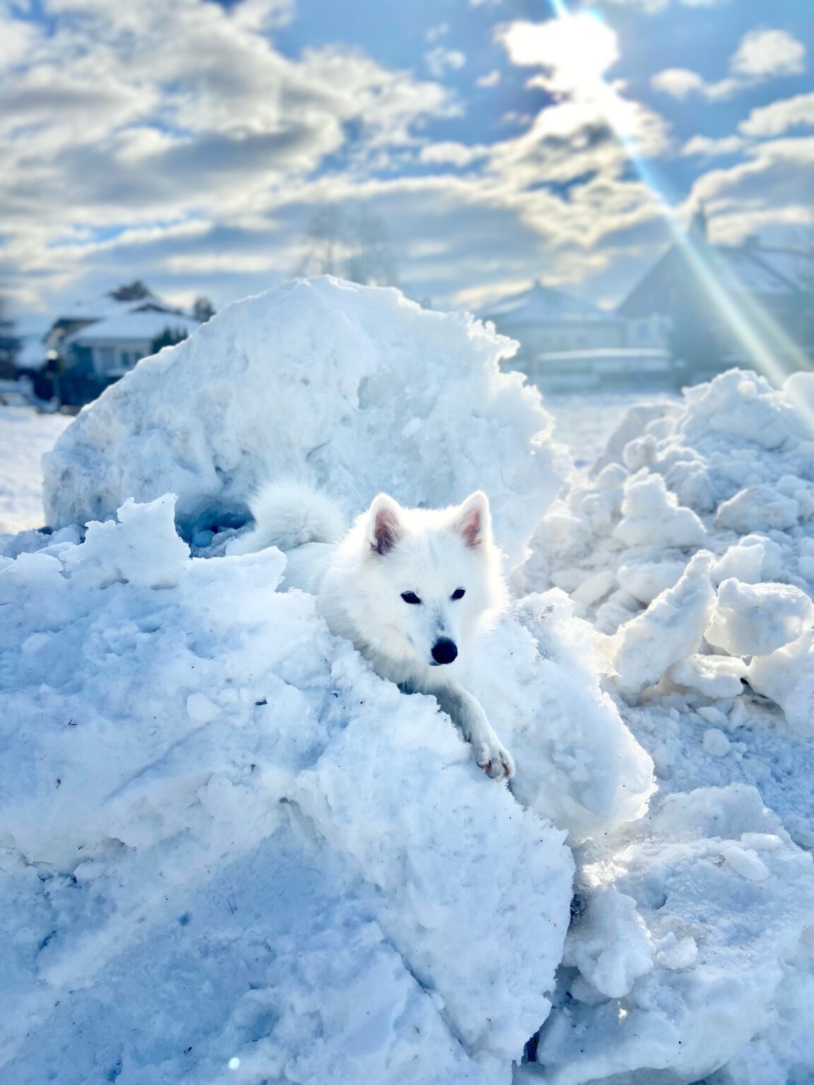 Bijou Fennek von der Untermühle