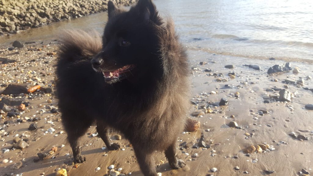 Balu Spitz