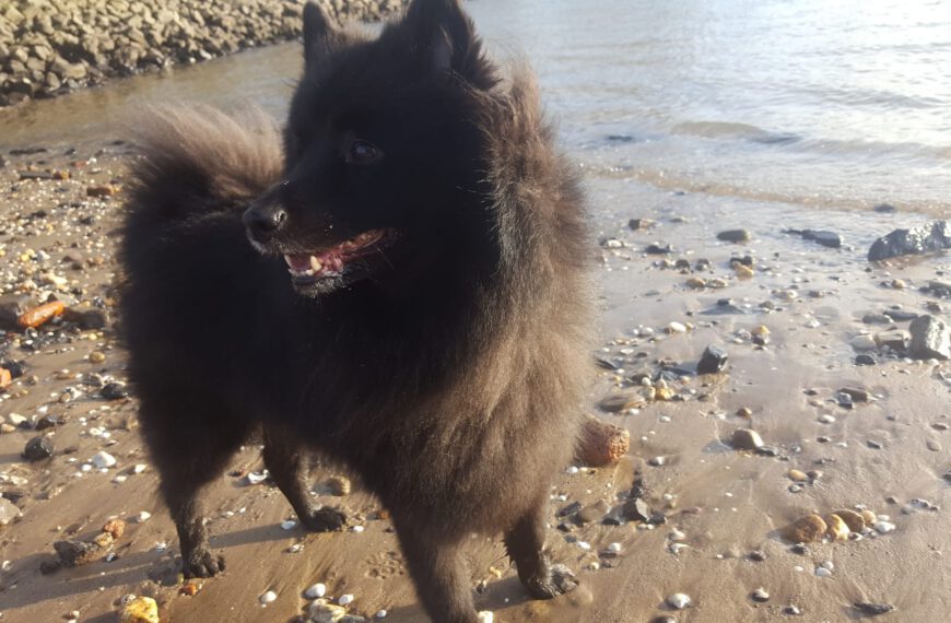 Balu Spitz