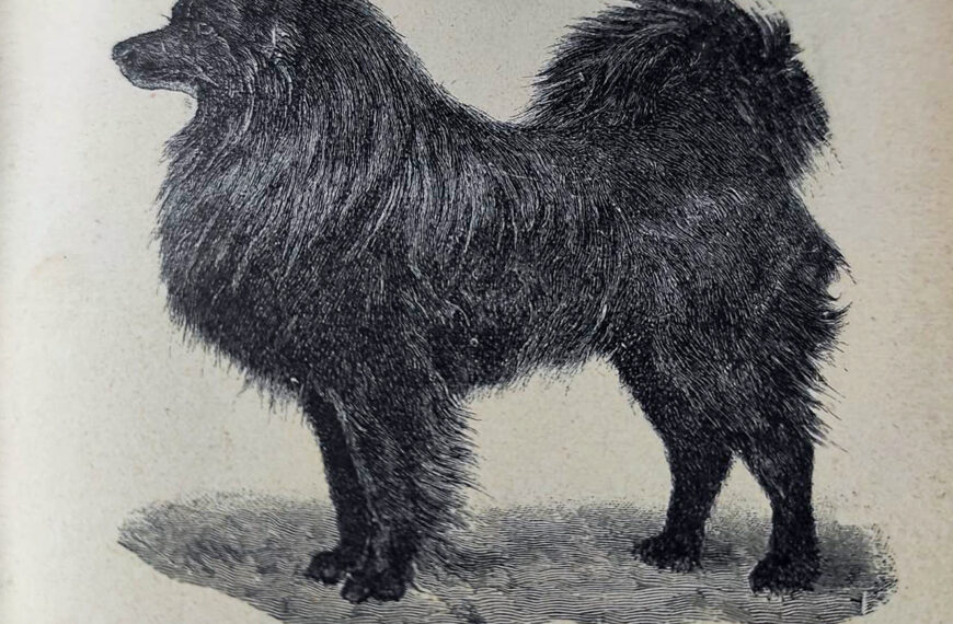 dr.georgmueller_der-gesunde-hund_1923_schwarzer-spitz