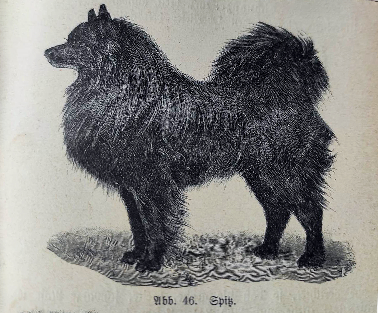 Rassebeschreibung vom Spitz nach Dr. Georg Müller (1899)