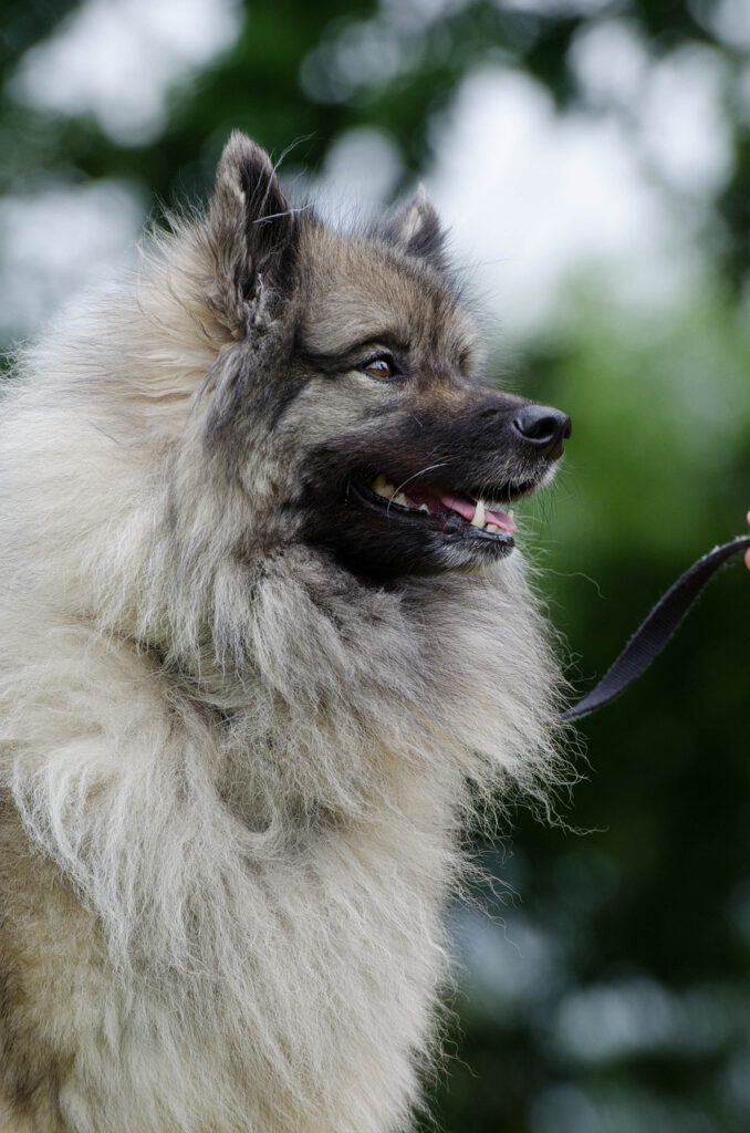 fallot tetralogie-keeshound-wolfsspitz