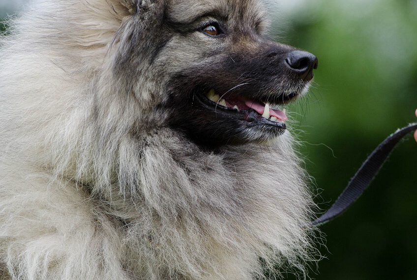fallot tetralogie-keeshound-wolfsspitz