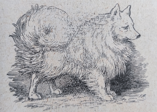 der große Spitz