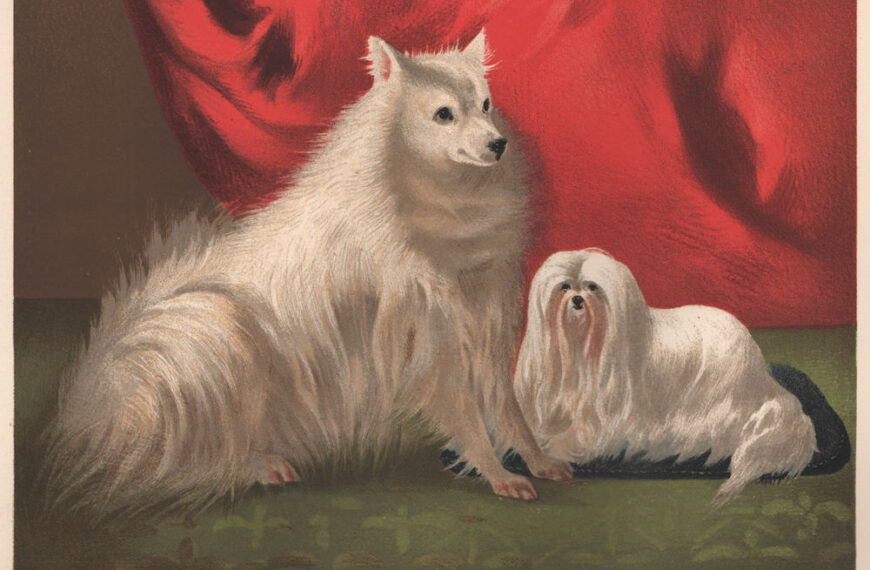 pomeranian-maltese-vero-shaw