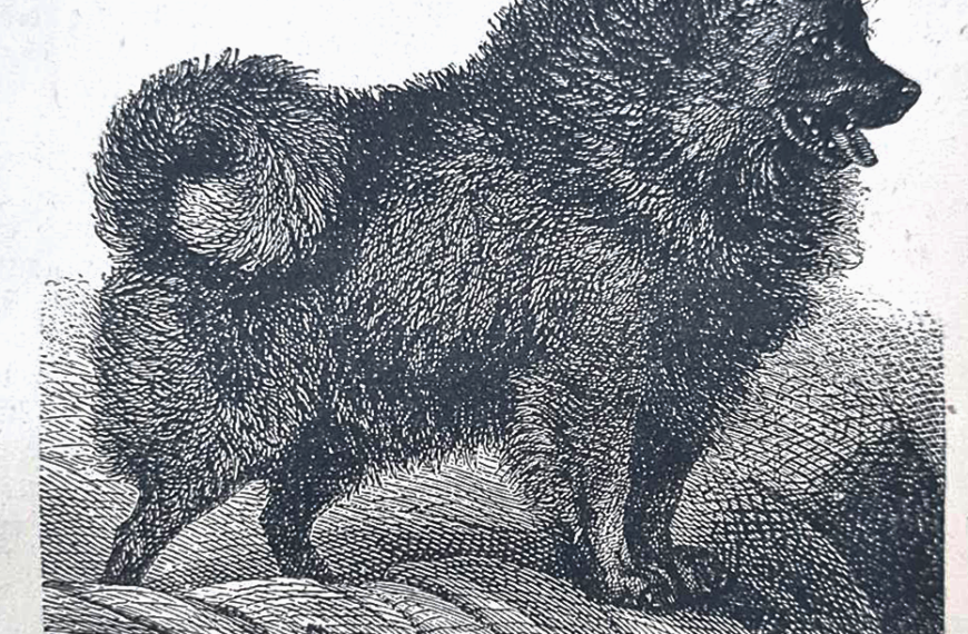 schwarzer-spitz-tierarnzeibuch-mangold-Reicherter